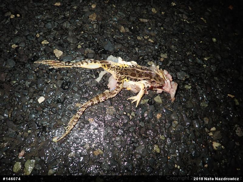 Pickerel Frog