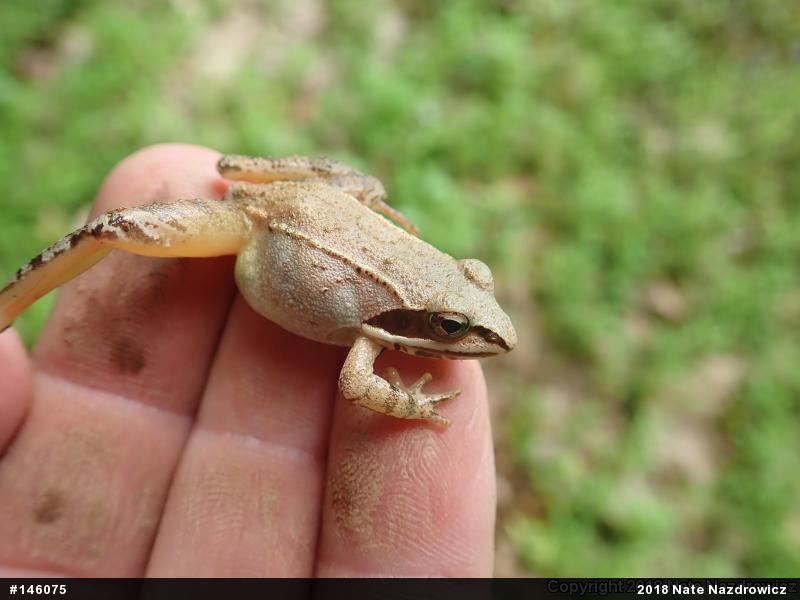 Wood Frog