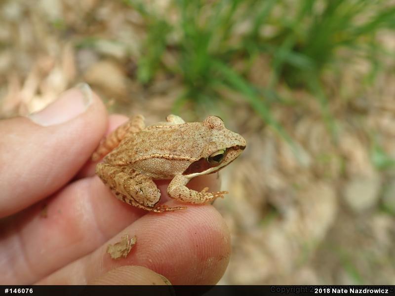 Wood Frog