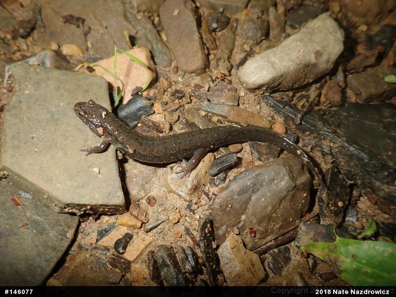 Northern Dusky Salamander