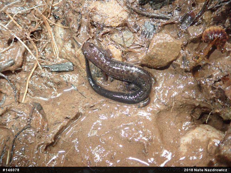 Allegheny Mountain Dusky Salamander