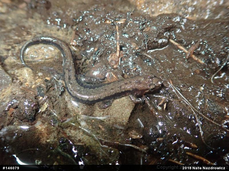 Allegheny Mountain Dusky Salamander