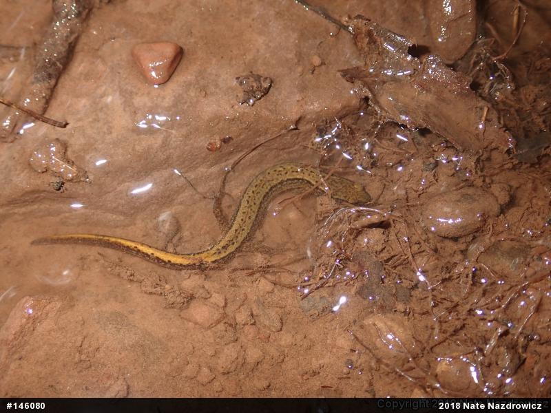 Northern Two-lined Salamander