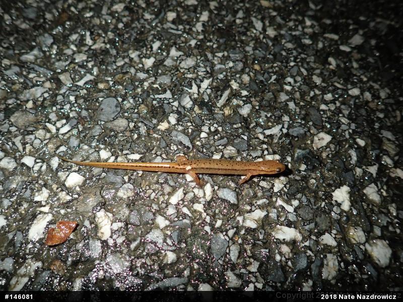 Northern Two-lined Salamander