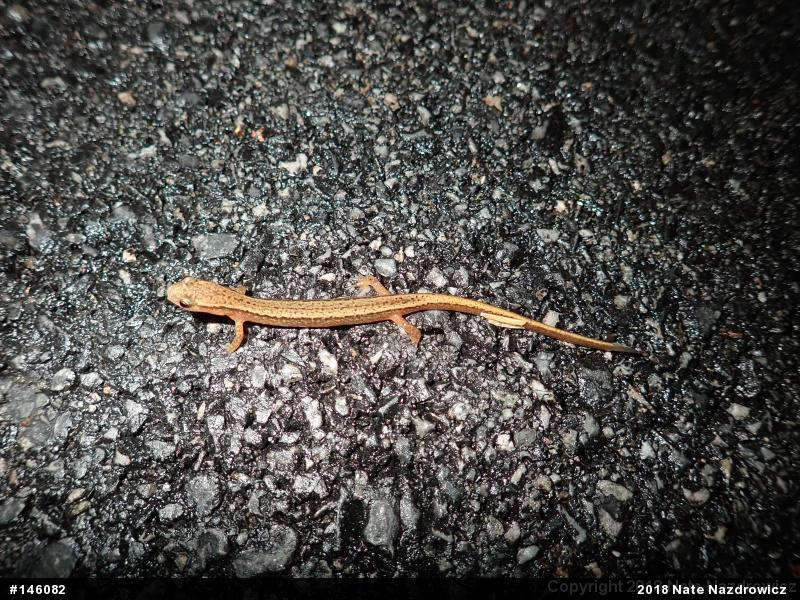 Northern Two-lined Salamander