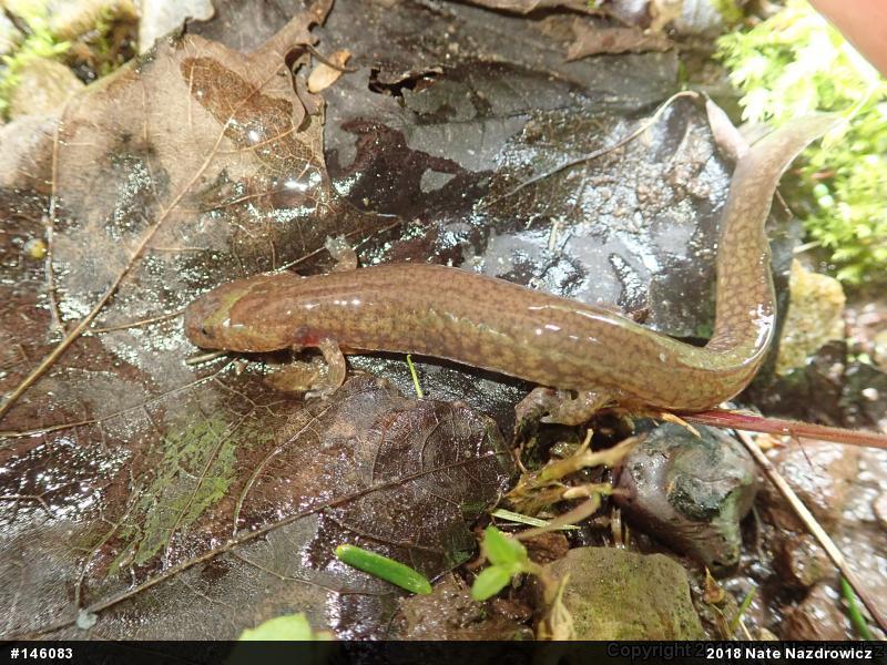 Northern Spring Salamander