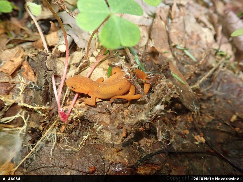 Red-spotted Newt