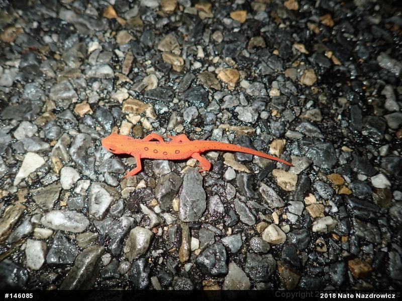 Red-spotted Newt