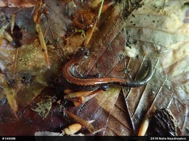 Eastern Red-backed  Salamander