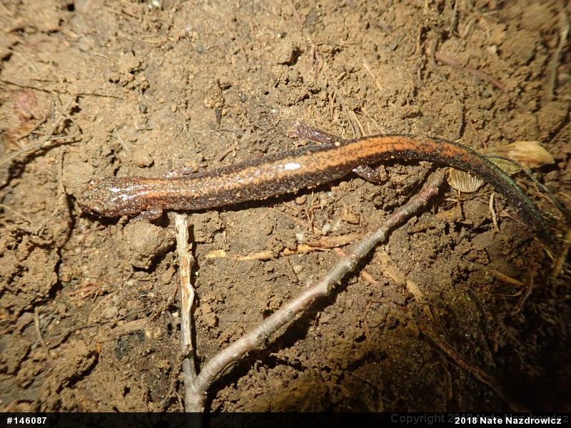 Eastern Red-backed  Salamander