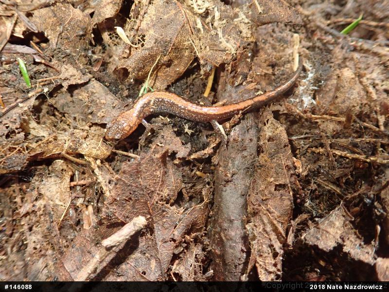 Eastern Red-backed  Salamander