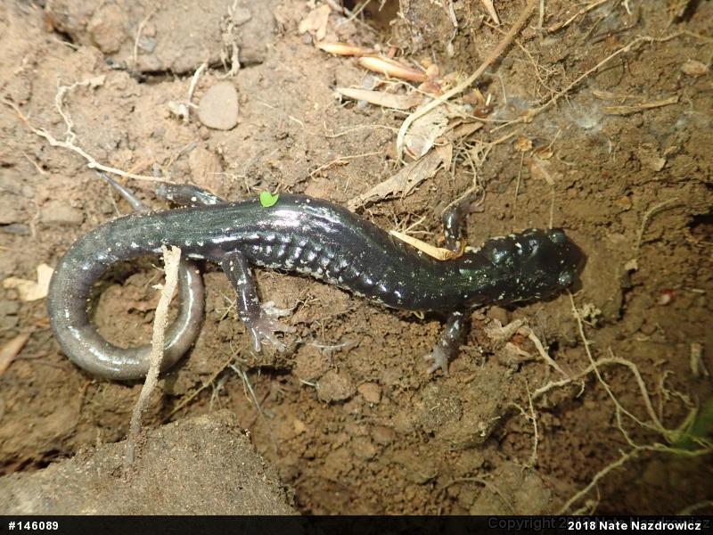 Northern Slimy Salamander
