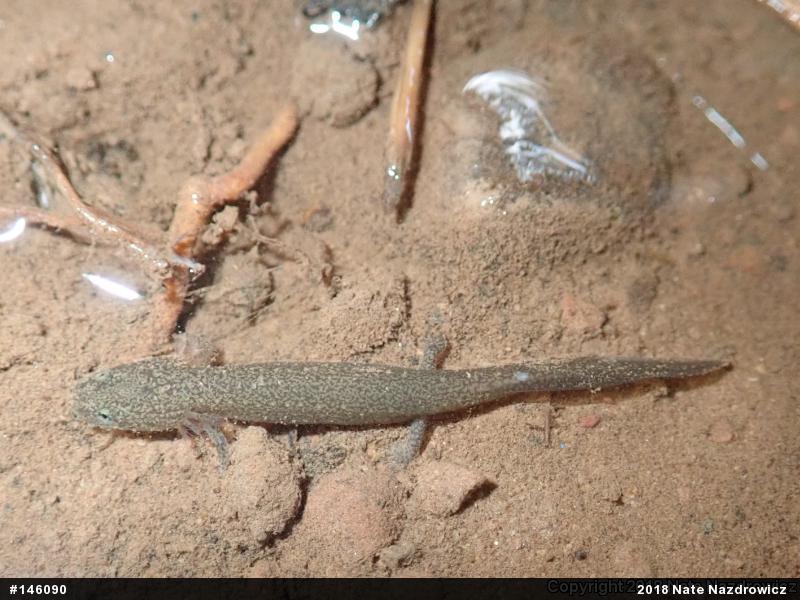 Northern Red Salamander