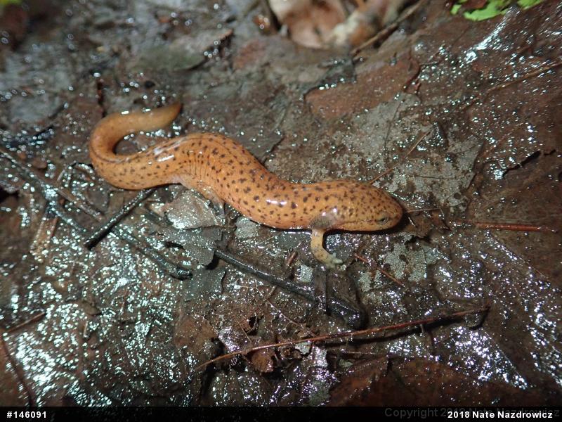 Northern Red Salamander