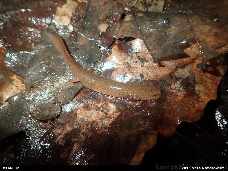 Northern Red Salamander