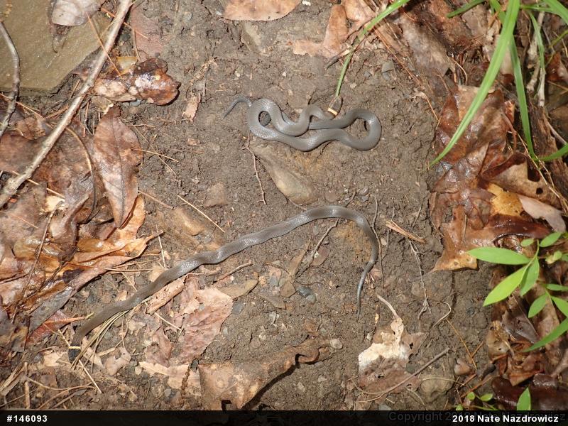 Northern Ring-necked Snake