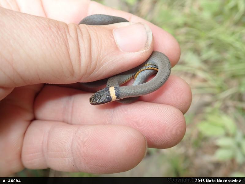Northern Ring-necked Snake