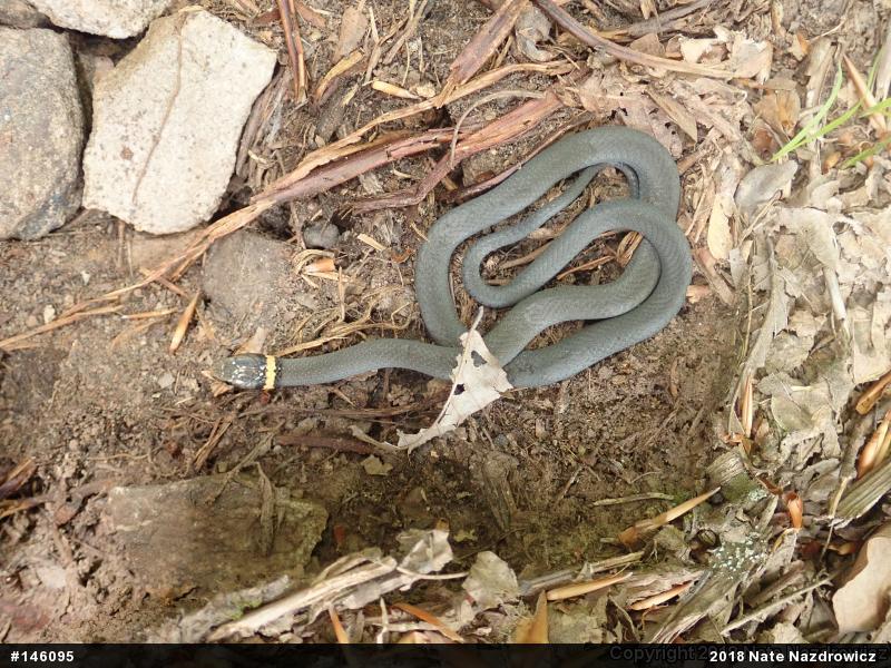 Northern Ring-necked Snake