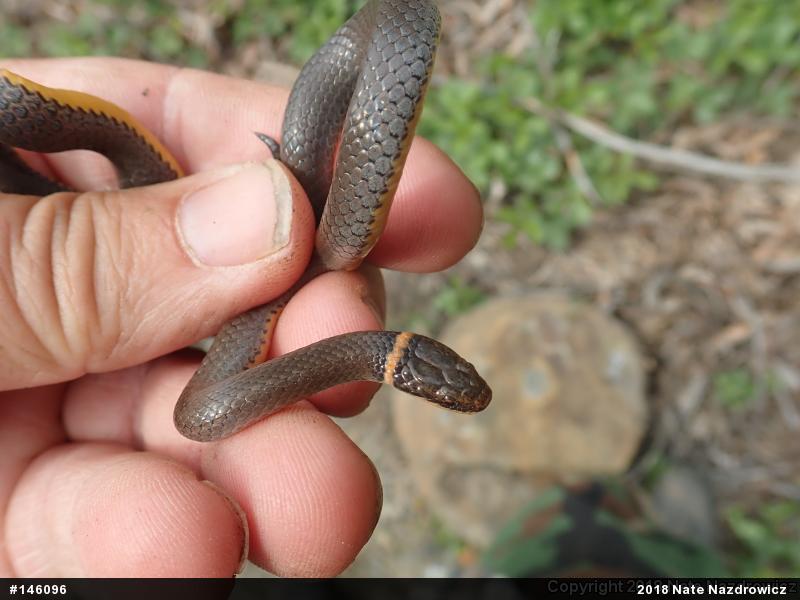 Northern Ring-necked Snake