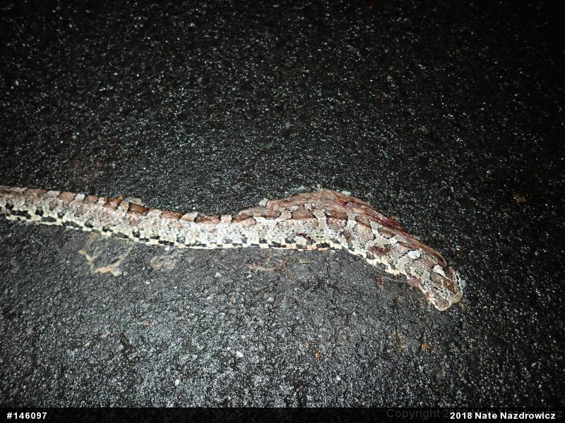 Eastern Milksnake