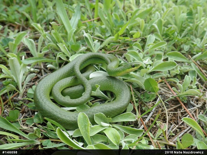 Smooth Greensnake