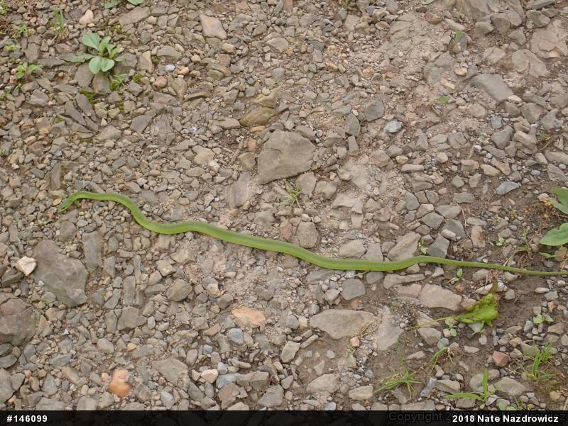 Smooth Greensnake