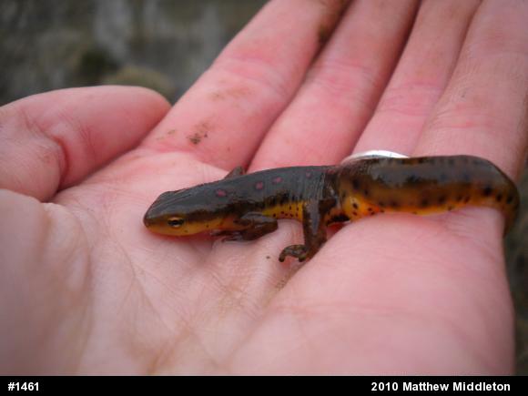Red-spotted Newt