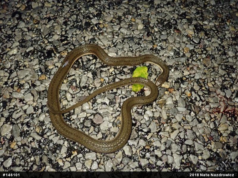 Queensnake
