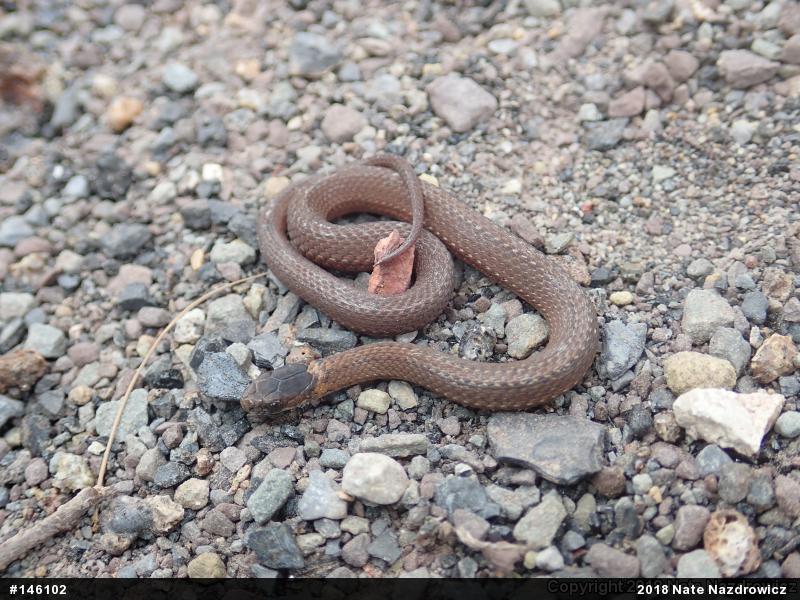 Red-bellied Snake