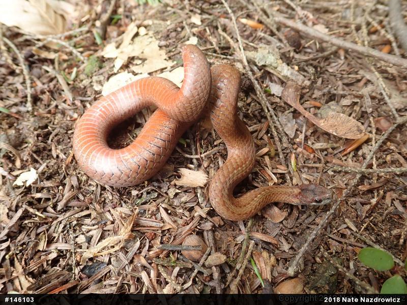 Red-bellied Snake