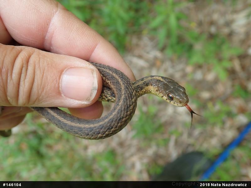 Eastern Gartersnake