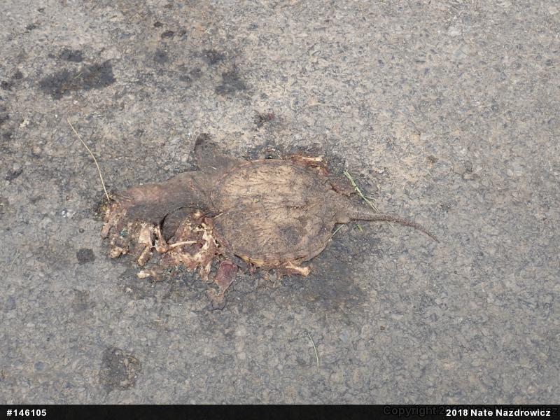 Snapping Turtle