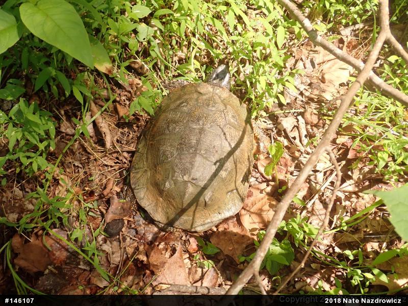 Wood Turtle