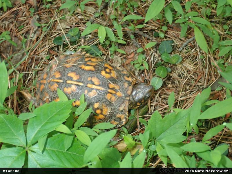 Eastern Box Turtle