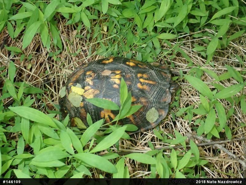 Eastern Box Turtle