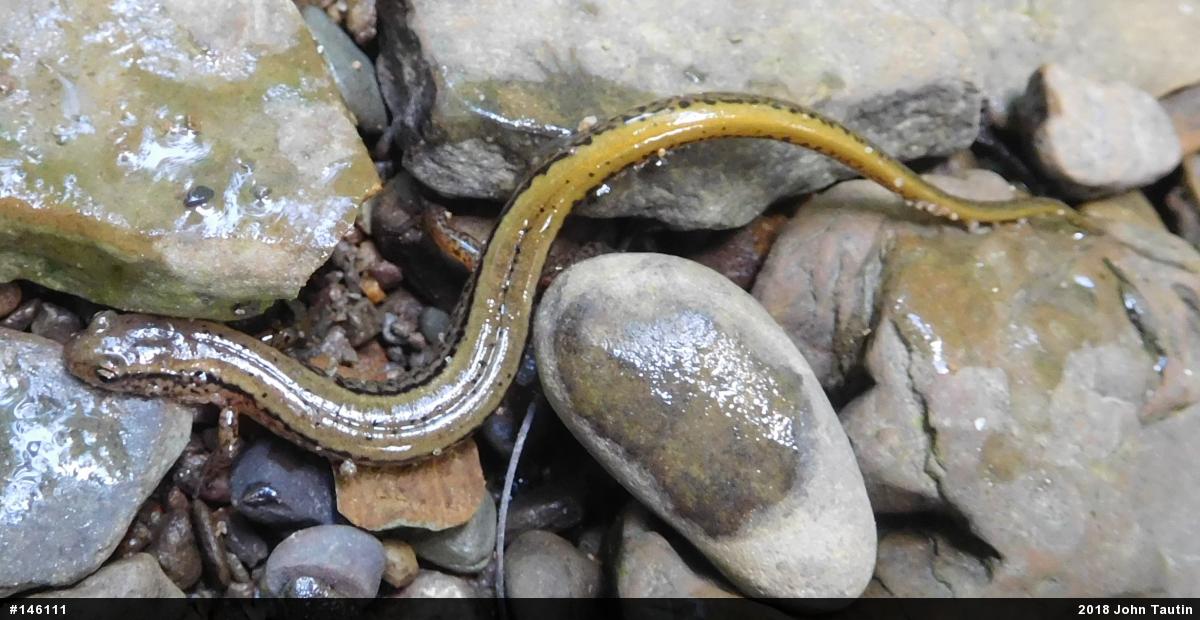 Northern Two-lined Salamander