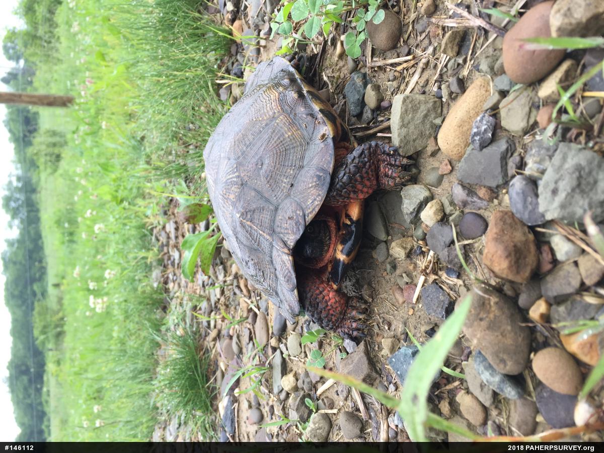 Wood Turtle