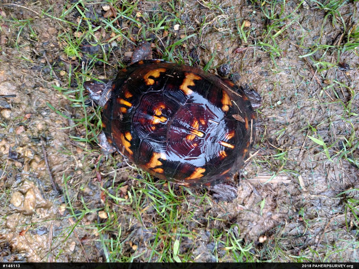 Eastern Box Turtle