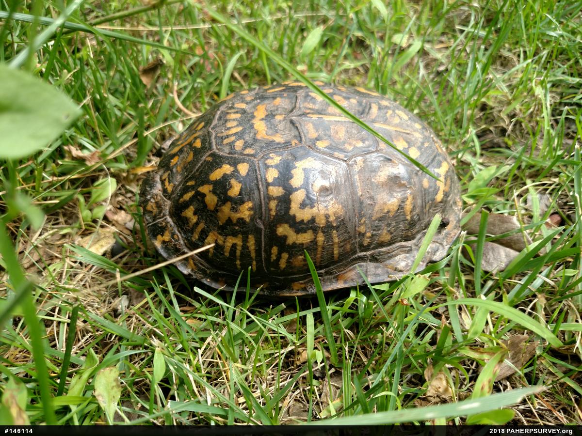 Eastern Box Turtle