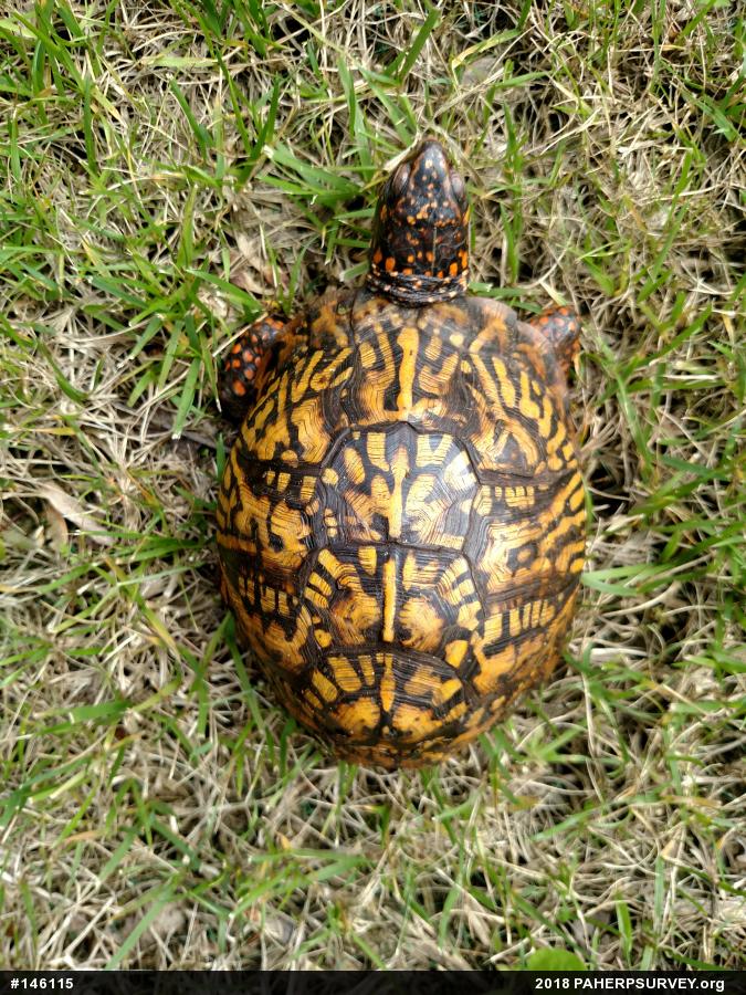 Eastern Box Turtle