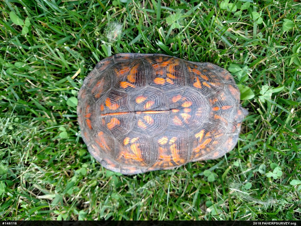Eastern Box Turtle