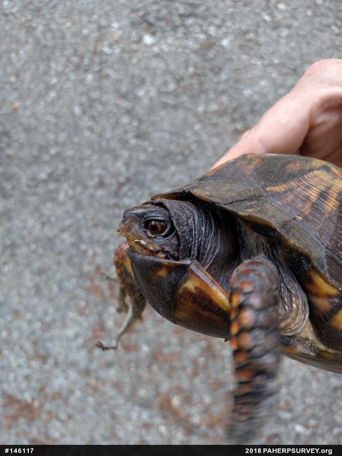 Eastern Box Turtle