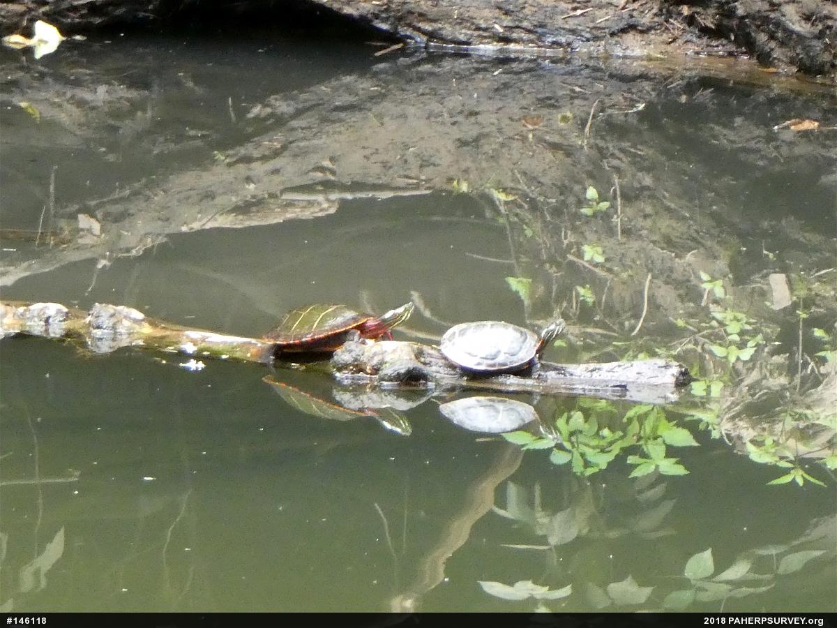 Eastern Painted Turtle