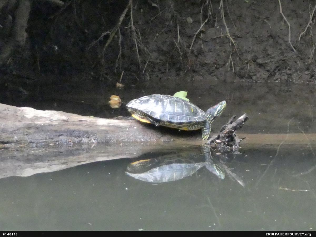 Red-eared Slider