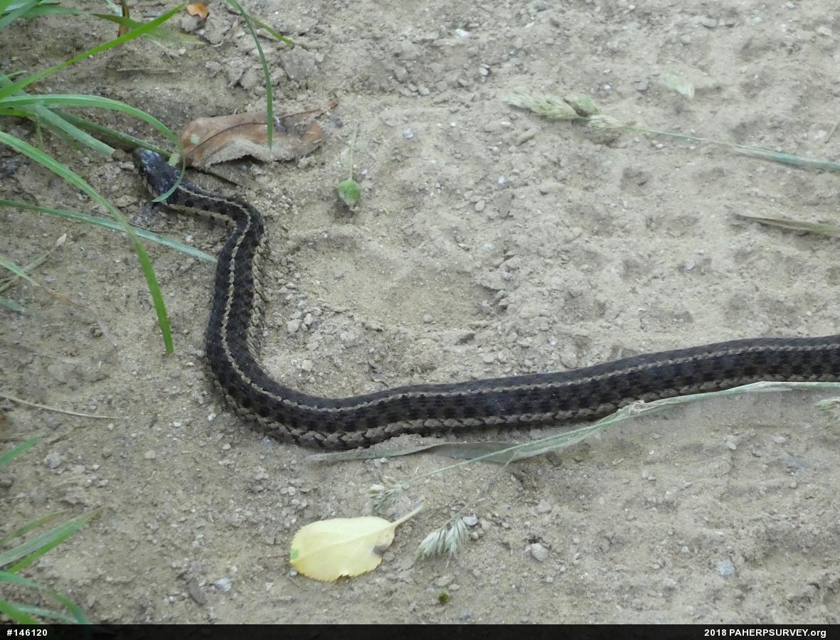 Eastern Gartersnake