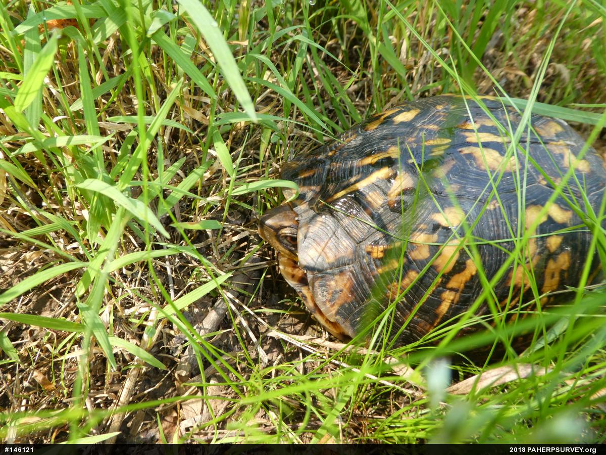 Eastern Box Turtle