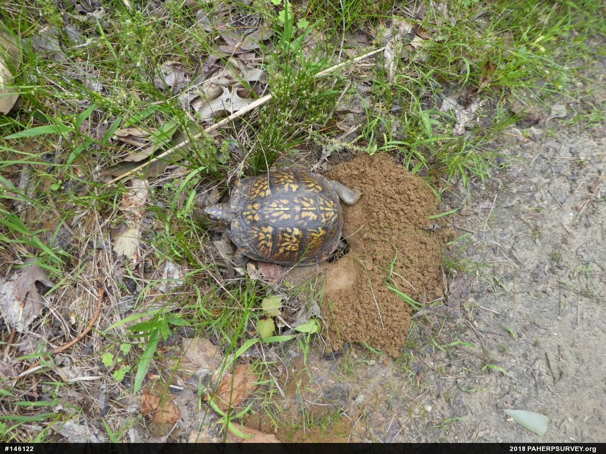 Eastern Box Turtle