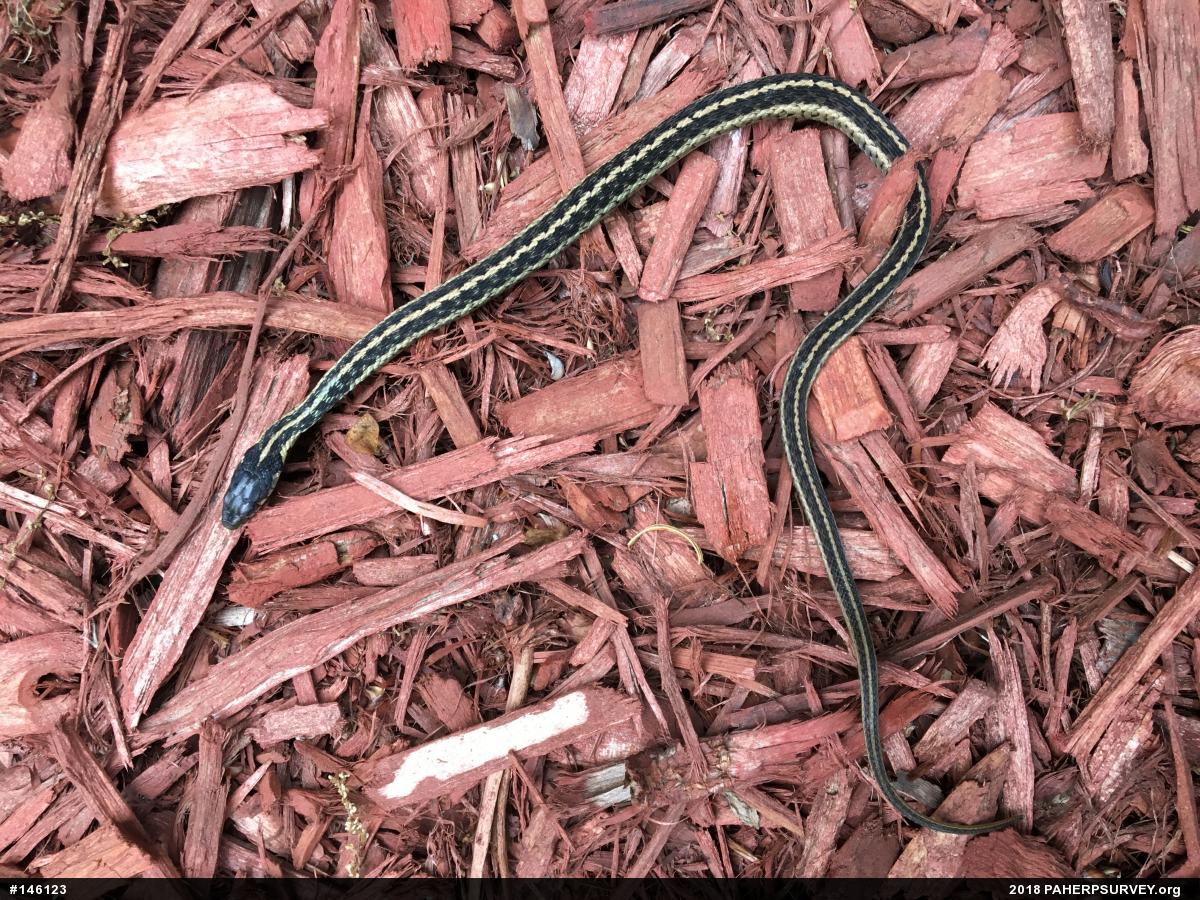 Eastern Gartersnake