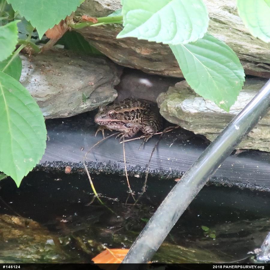 Pickerel Frog