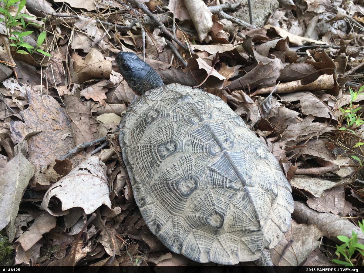 Wood Turtle